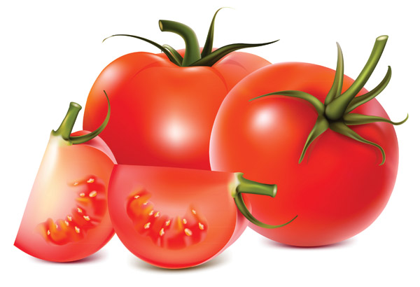 free vector Tomatoes vector